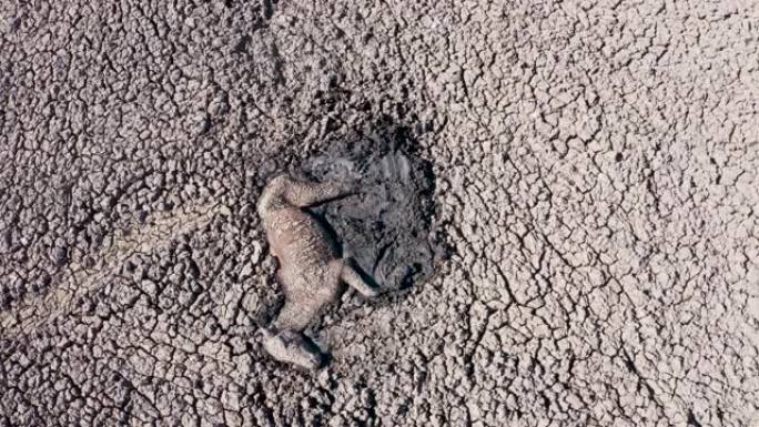 由于干旱和气候变化，博茨瓦纳奥卡万戈三角洲，一匹马被困在干燥的恩加米湖浓泥中的鸟瞰图