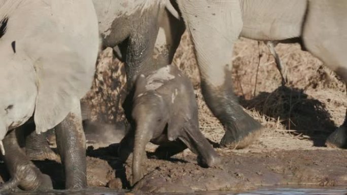 纳米比亚埃托沙国家公园水坑边缘玩耍的年轻少年大象和可爱的婴儿的4k特写