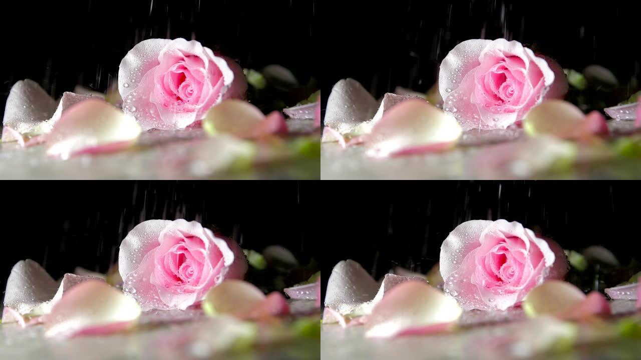 雨落在玫瑰上雨落在玫瑰上