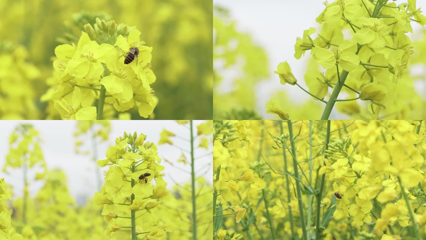 蜜蜂采蜜油菜花蜜蜂