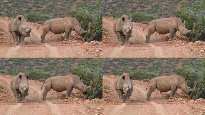 两只白犀牛站在自然保护区的碎石路上的特写