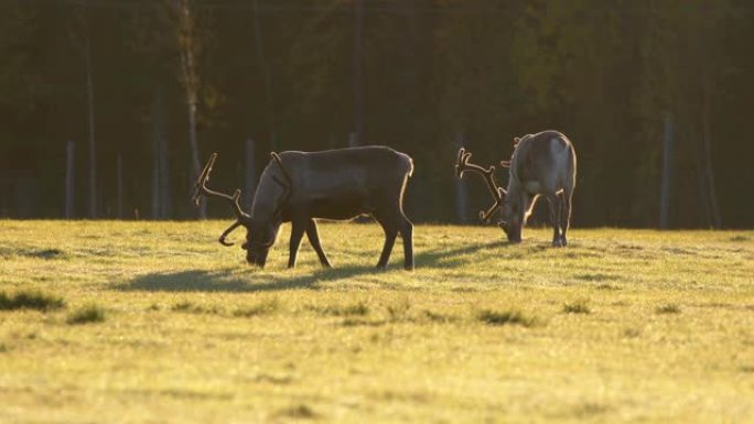在早晨的阳光下，有优雅鹿角的鹿在草地上放牧。4K