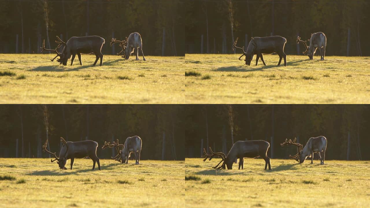 在早晨的阳光下，有优雅鹿角的鹿在草地上放牧。4K