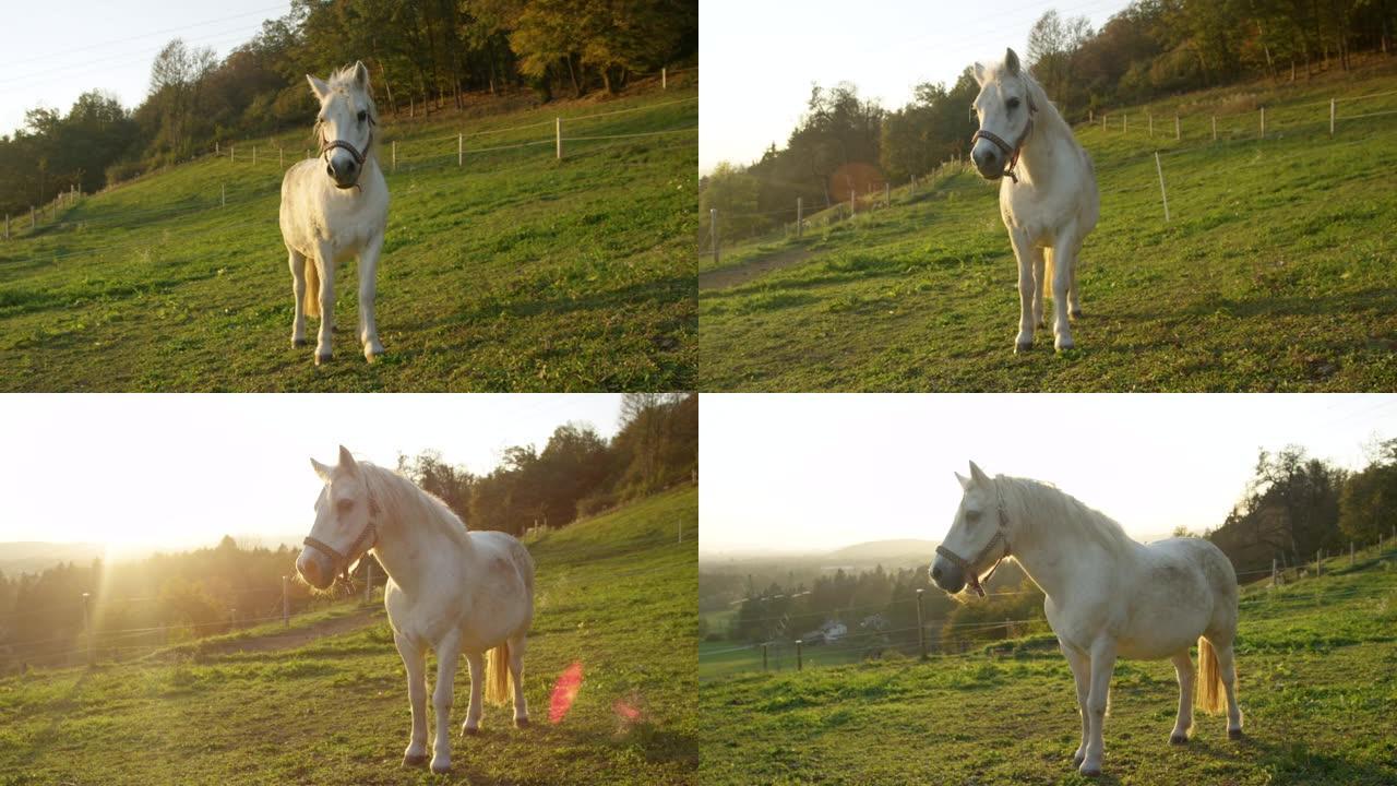 镜头耀斑: 金色的晨光在宁静的牧场上照耀着可爱的小马。