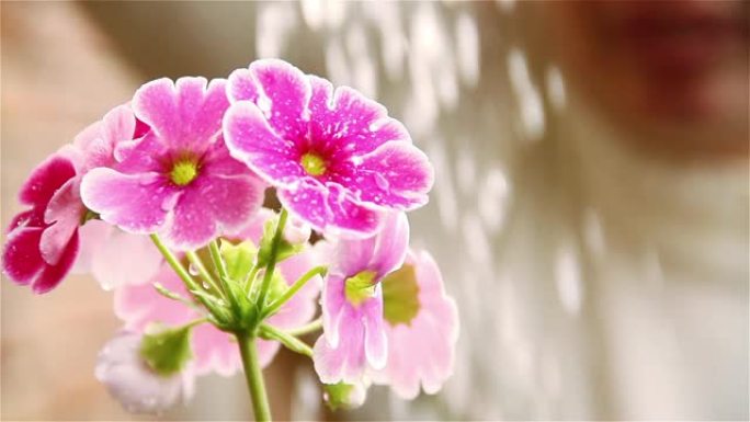 花园里的女人浇灌着彩色的粉色花朵。