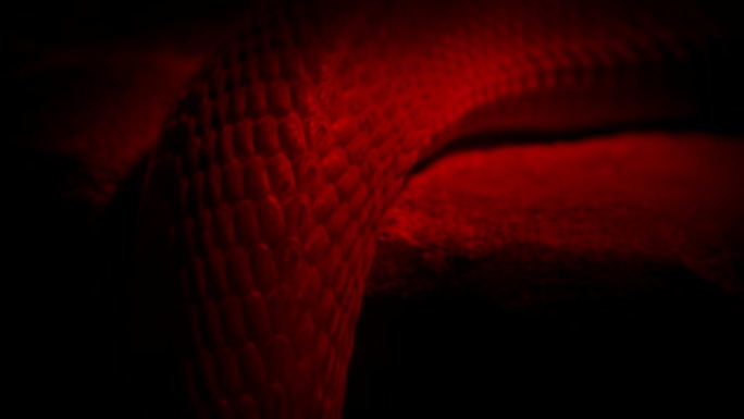 蛇在红光下滑过边缘