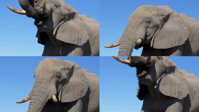 博茨瓦纳后方有蓝天的大象喝酒的4k特写镜头