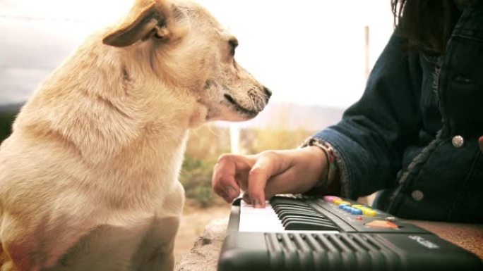 黄狗在玩电钢琴时等着女孩。