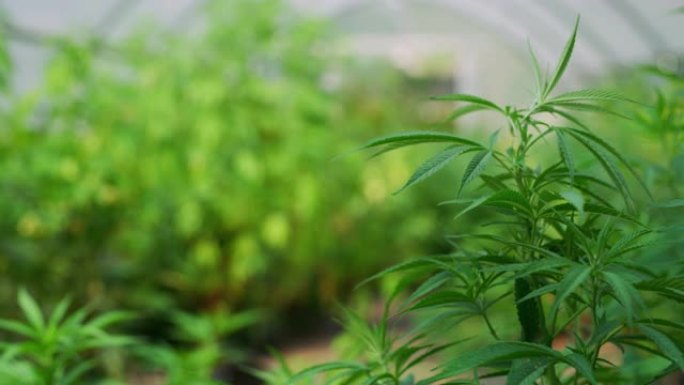 慢动作用手套关闭科学家的手检查温室中的大麻植物，用于草药替代药物和cbd石油生产