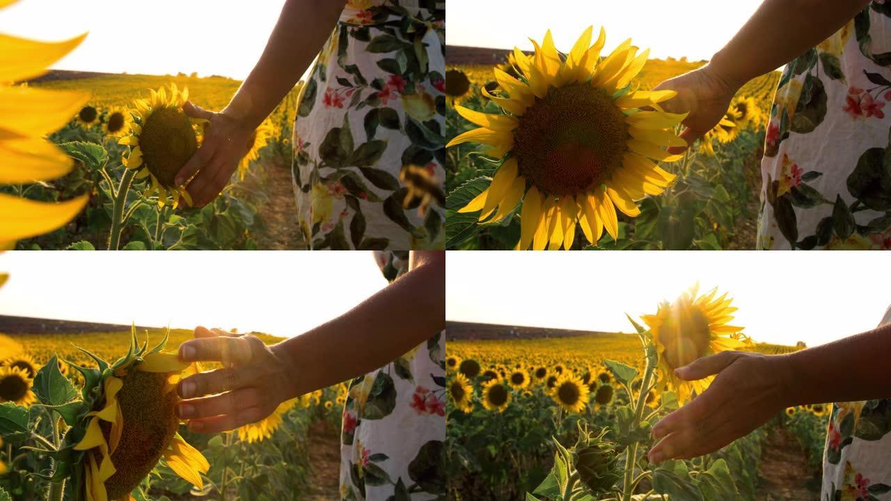 女士在田野里抚摸向日葵