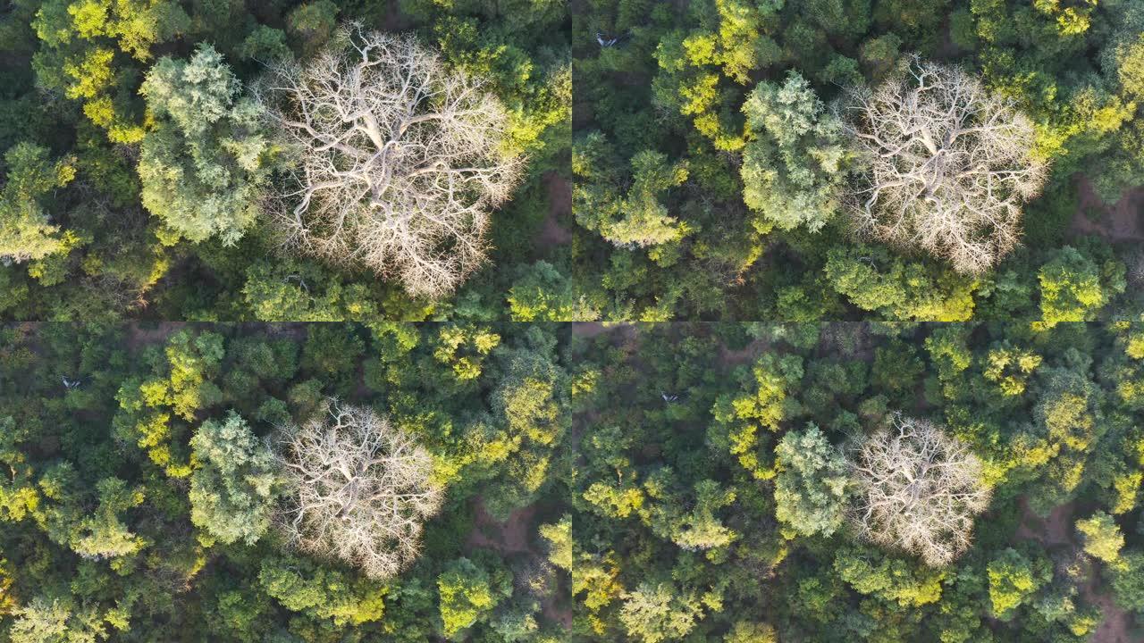 非洲中部热带雨林树冠的美丽空中缩小视图