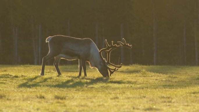 野生芬兰鹿在早晨的阳光下在草地上觅食。拉普兰的某个地方