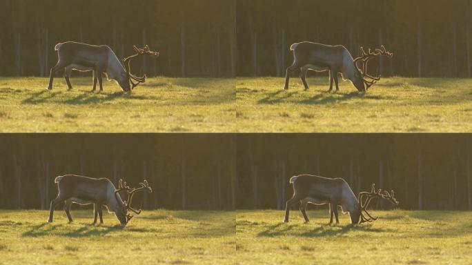 野生芬兰鹿在早晨的阳光下在草地上觅食。拉普兰的某个地方