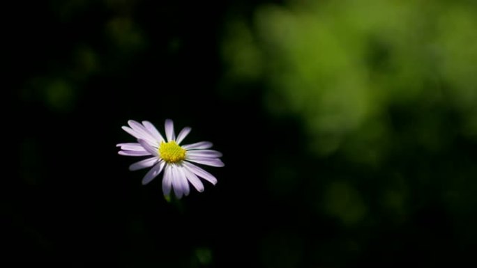 大自然中绿色背景的紫色花