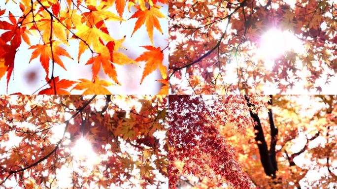 日本秋叶染红黄叶红叶树木树枝秋季秋天