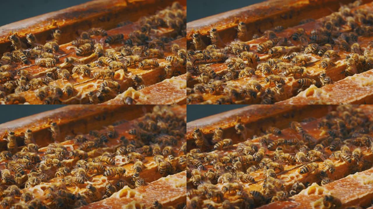 本地蜜蜂的慢动作宏观特写，使蜂巢繁殖