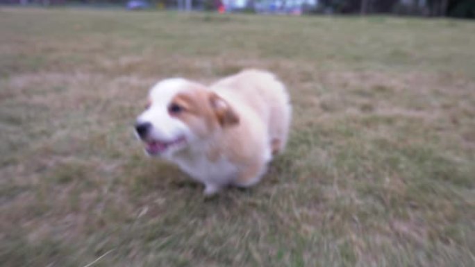 可爱的胖小柯基犬奔跑追逐草坪上的镜头