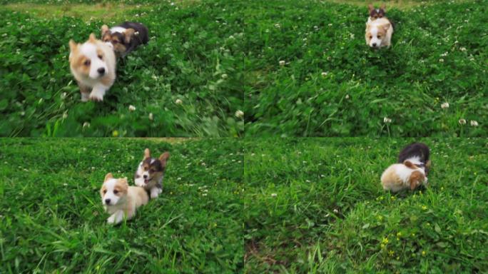 可爱的小狗科基狗在三叶草场玩耍