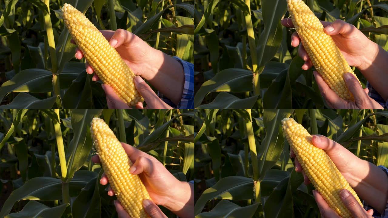 一位女农民的双手张开并期望收获前健康玉米芯的质量的特写镜头