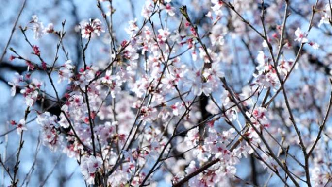 日本的春天樱花盛开