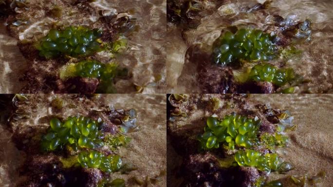 波多黎各海滩的B卷，重点是水生植物。