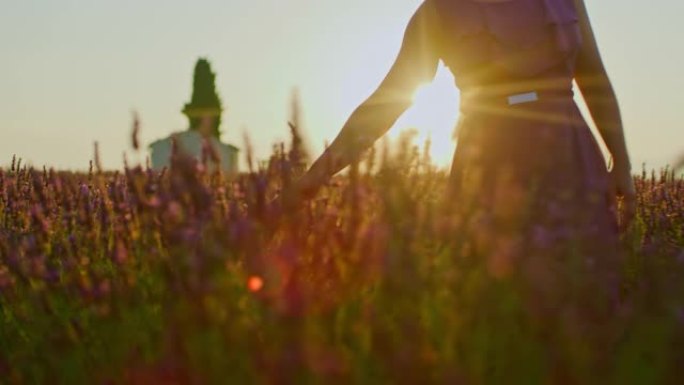 WS女人在日落时走过薰衣草的田野