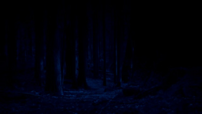 在月光下在森林小径上移动
