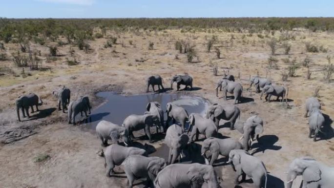 4k空中特写镜头飞越博茨瓦纳Khwai私人保护区鬣狗潘地下摄影隐藏的一群大象的视线