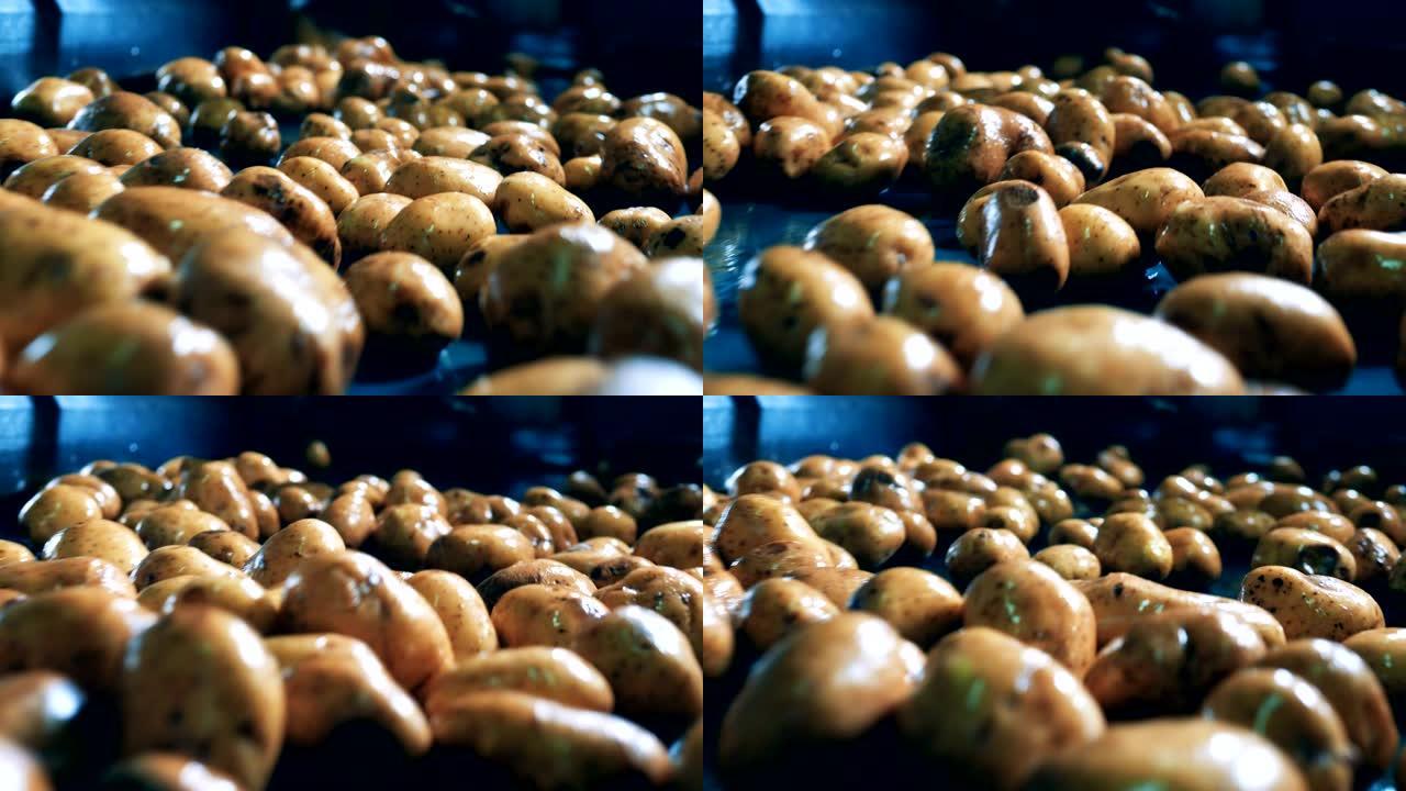 食品工厂的自动生产线上带有果皮的土豆。