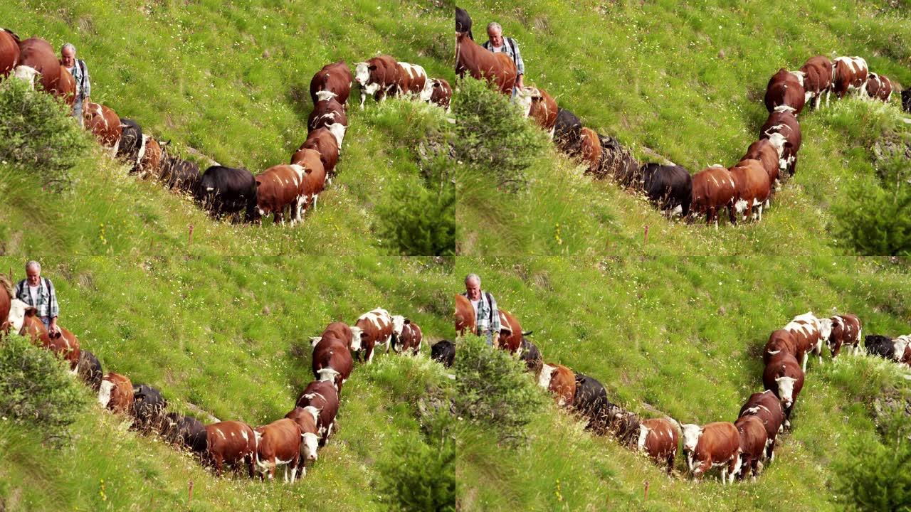 在农场的围栏上散步，释放了一群美丽，整洁的牛群 (棕色)，从侧面拍摄了美丽的电影，背景是gras和树