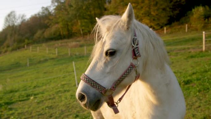 肖像: 好奇的白色小马在大型牧场中享受夏日的夜晚。