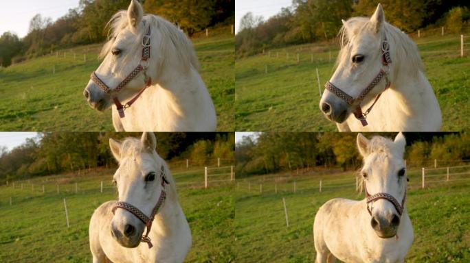 肖像: 好奇的白色小马在大型牧场中享受夏日的夜晚。