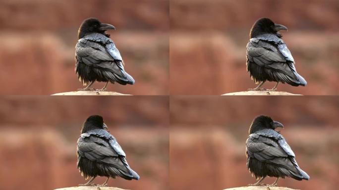 单身乌鸦环顾四周。鸟的明亮的黑色羽毛在风中挥舞。4K