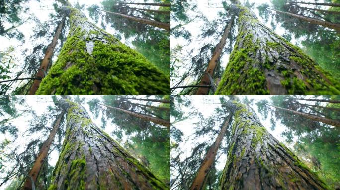长满苔藓的树枝，仰望
