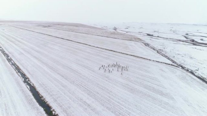 WS驯鹿在冰岛广阔的白雪覆盖的景观中奔跑