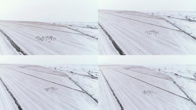 WS驯鹿在冰岛广阔的白雪覆盖的景观中奔跑