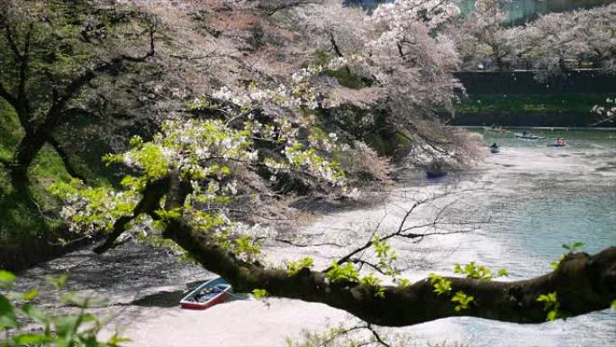 日本的樱花樱花盛开日本樱花季花瓣飘飞