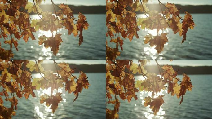 湖岸上的秋叶湖岸上的秋叶秋天