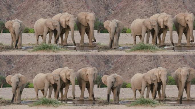 4k近景，一小群沙漠大象面对相机并在纳米比亚纳米布沙漠的Hoanib山谷的一个人制造的水坑中喝酒