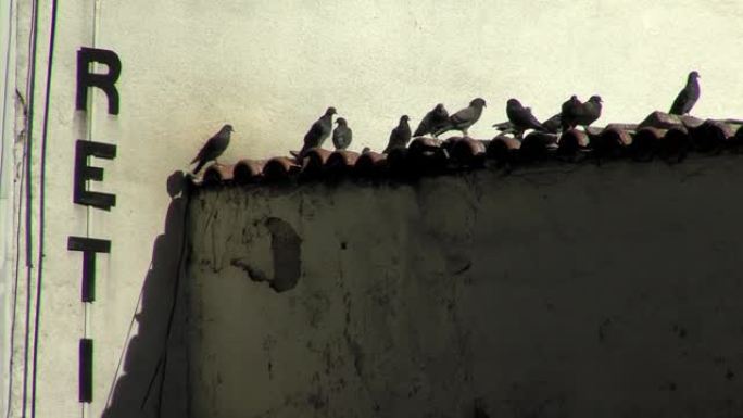 一群鸽子在旧屋顶上休息。
