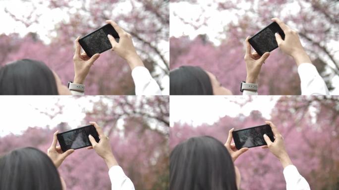 亚洲女子为樱花拍照