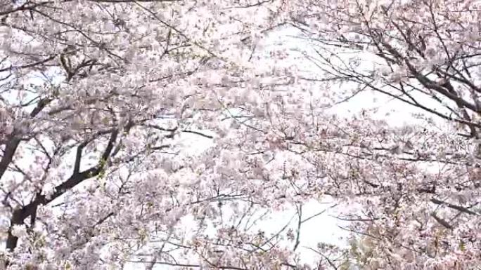 美丽的樱花，樱花，日本东京的春天