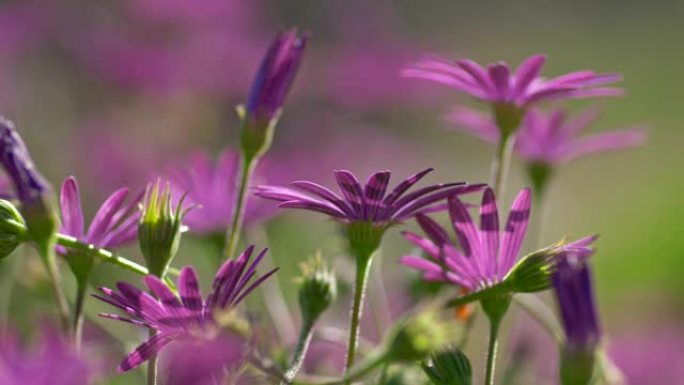 野外野生紫色高山夏花。夏季概念。
