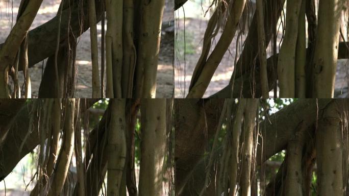 森林中大藤树根的4k镜头。