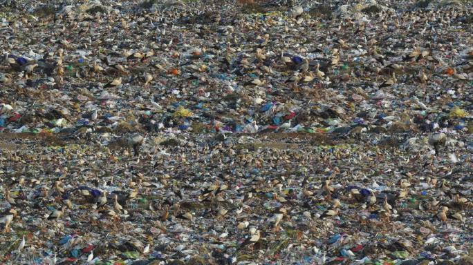 4k视图数百只欧洲白鹳，牛鹭和非洲圣朱鹭在垃圾填埋场上觅食