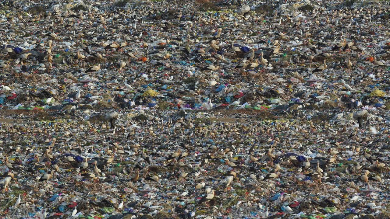 4k视图数百只欧洲白鹳，牛鹭和非洲圣朱鹭在垃圾填埋场上觅食