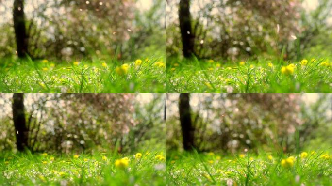 绿草抵御樱花树花瓣的掉落