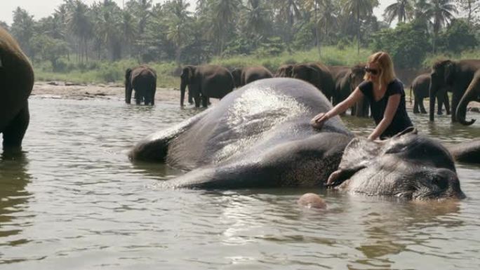 女士女士洗衣服，将大象溅在水中，斯里兰卡