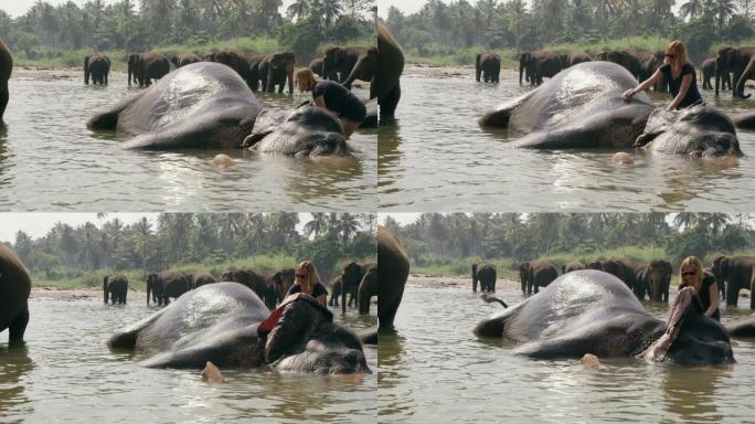 女士女士洗衣服，将大象溅在水中，斯里兰卡