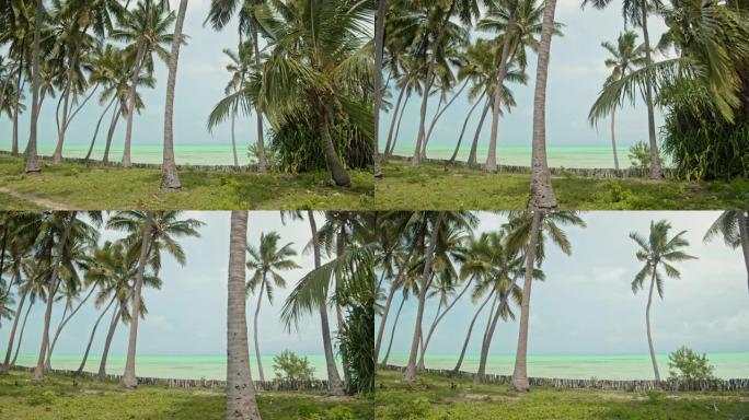 海滩上的SLO MO椰树